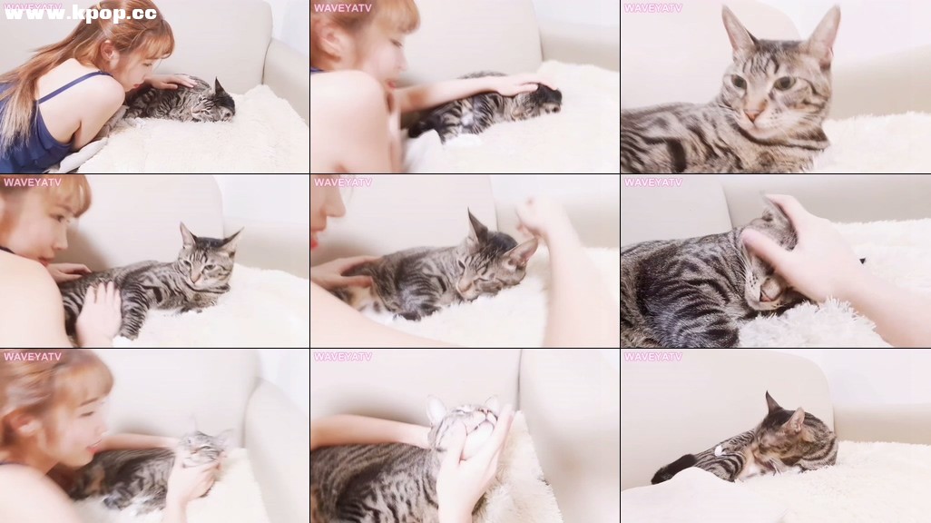 Waveya 웨이브야 미유의 모닝뽀뽀 고양이 반응은 – #0492插图1