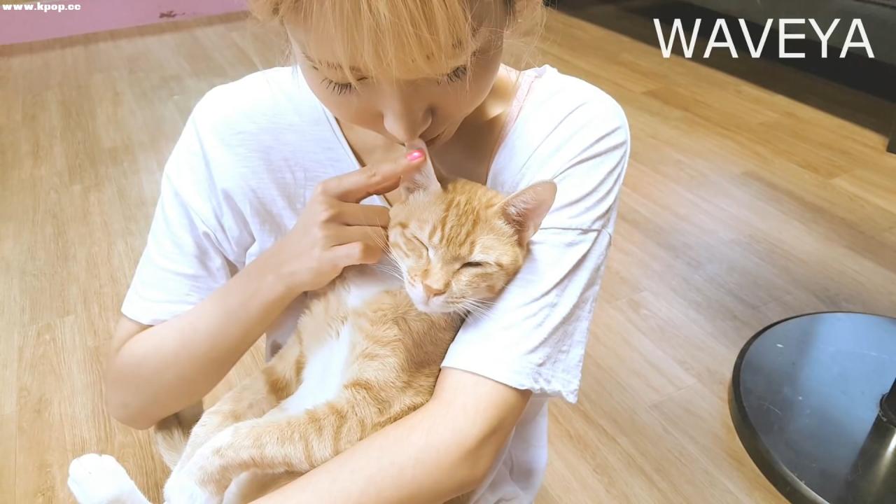 넘나 귀여운 남자 개냥이 치즈 WAVEYA – #0251插图